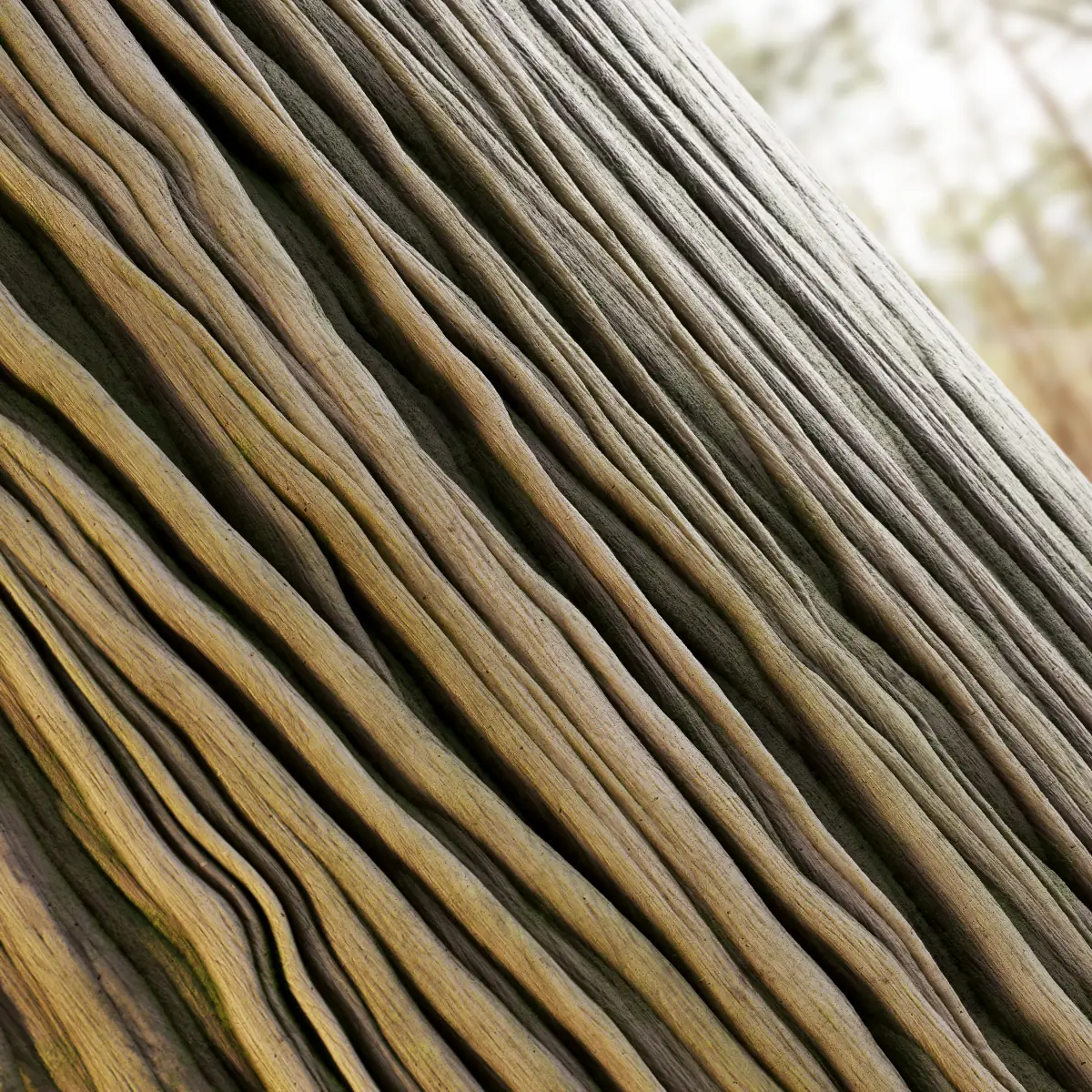 Sacred Fig Bark With Moss