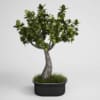 CGAxis Models Volume 1 Plants - Image 2