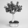 Potted Plant 01 - Image 2