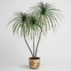 CGAxis Models Volume 1 Plants - Image 6