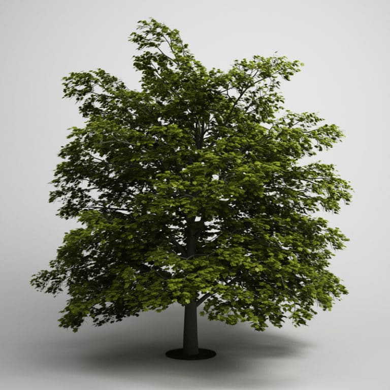 Tree Norway Maple 03 CGAxis 3D models PBR HDRI for your 3D