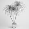Potted Dracaena Plant 03 - Image 2
