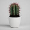 CGAxis Models Volume 1 Plants - Image 10