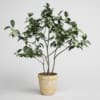 CGAxis Models Volume 1 Plants - Image 16