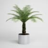 CGAxis Models Volume 1 Plants - Image 20