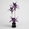 CGAxis Models Volume 1 Plants - Image 26