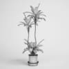 Potted Plant 13 - Image 2