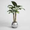 CGAxis Models Volume 1 Plants - Image 30