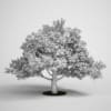 Oak Tree 15 - Image 2