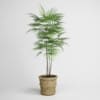 CGAxis Models Volume 1 Plants - Image 32