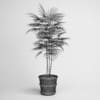 Potted Palm Tree 16 - Image 2