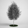 Rowan Tree Mountain Ash 17 - Image 2