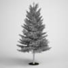 European Larch Tree 18 - Image 2