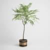 CGAxis Models Volume 1 Plants - Image 38