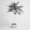 Potted Tree 19 - Image 2