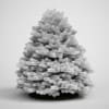 Evergreen Tree Fir 20 - Image 2