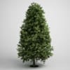 CGAxis Models Volume 5 Trees - Image 2