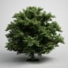CGAxis Models Volume 5 Trees - Image 3