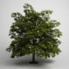 CGAxis Models Volume 5 Trees - Image 4
