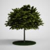 CGAxis Models Volume 5 Trees - Image 5