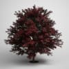 CGAxis Models Volume 5 Trees - Image 6