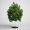 CGAxis Models Volume 5 Trees - Image 8