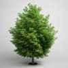 CGAxis Models Volume 5 Trees - Image 9