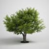 CGAxis Models Volume 5 Trees - Image 10