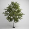 CGAxis Models Volume 5 Trees - Image 11