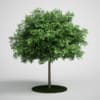 CGAxis Models Volume 5 Trees - Image 12