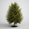 CGAxis Models Volume 5 Trees - Image 14