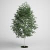 CGAxis Models Volume 5 Trees - Image 15