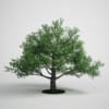 CGAxis Models Volume 5 Trees - Image 16