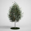 CGAxis Models Volume 5 Trees - Image 18