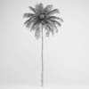 Areca Palm - Image 2