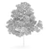 Acer Platanoides 15M - Image 2