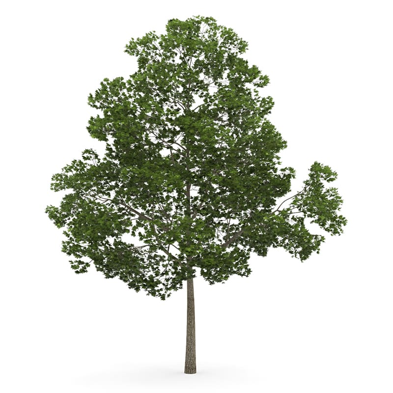 Acer Platanoides M Cgaxis D Models Pbr Hdri For Your D