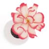 Pink Flower in White Pot - Image 3