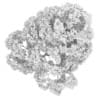 Acer Platanoides 15M - Image 4