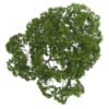 Acer Platanoides 15M - Image 3