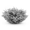 Red Leaf Japanese Barberry - Image 2