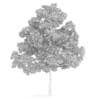Acer Platanoides 15M (Autumn) - Image 2