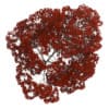 Acer Platanoides 15M (Autumn) - Image 3