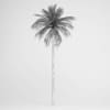 Date Palm - Image 2