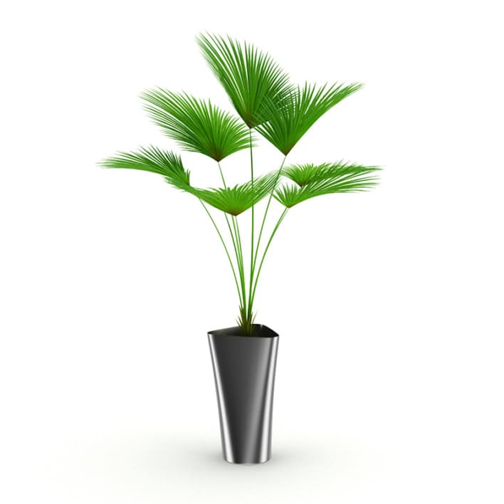 Palm Tree
