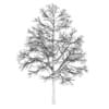 Acer Platanoides 15M (winter) - Image 2