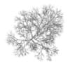 Acer Platanoides 15M (winter) - Image 4