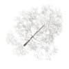 Acer Platanoides 15M (winter) - Image 3