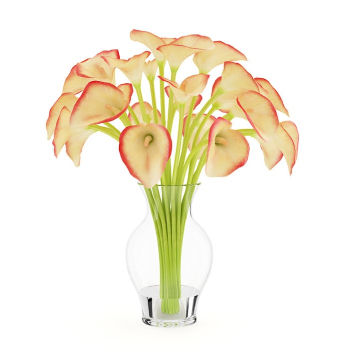 Calla Lilies in Vase
