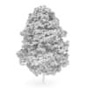 Acer Platanoides 8M - Image 2